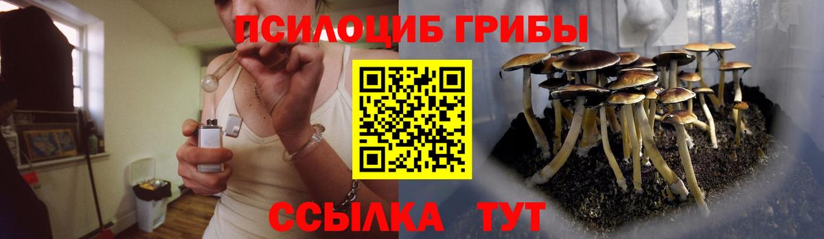 Псилоцибиновые грибы Psilocybe Курск